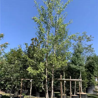 Solitär 500-550 24-1252 2950 - Fächerblattbaum - Ginkgo biloba - Collection