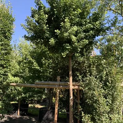 Hochstamm 20-25 23/24-63A 1485 - Fächerblattbaum 'Mariken' - Ginkgo biloba 'Mariken' - Collection