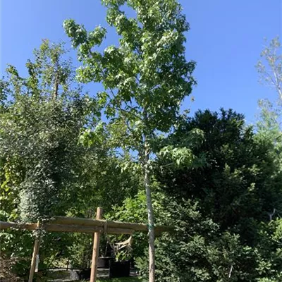 Hochstamm 20-25 24-1239 1372 - Amerikanischer Amberbaum - Liquidambar styraciflua - Collection