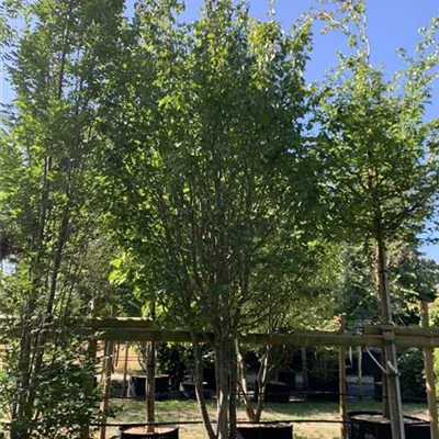 Schirmform 400-450 24-1242 3900 - Eisenbaum 'Vanessa' - Parrotia persica 'Vanessa' - Collection