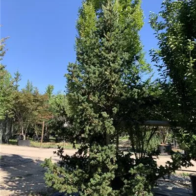 Solitär 225-250 HP24-647 1355 - Blaue Stechfichte 'Lucky Strike' - Picea pungens 'Lucky Strike' - Collection