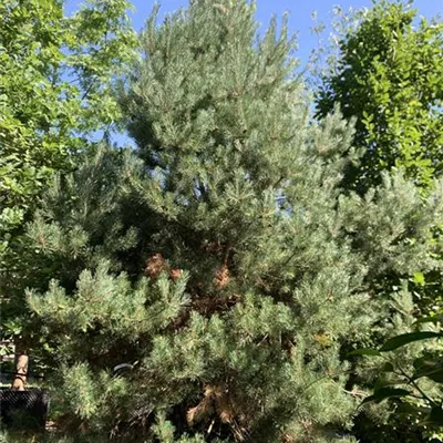 Solitär 250-275 23/24-8A 1020 - Kiefer - Pinus sylvestris - Collection