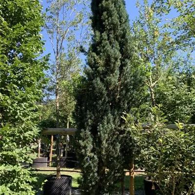 Solitär 275-300 HP24-707 1737 - Schmale Säuleneibe - Taxus baccata 'Fastigiata Robusta' - Collection