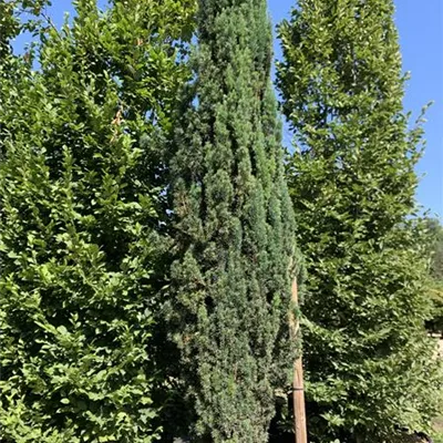 Solitär 275-300 HP24-709 1737 - Schmale Säuleneibe - Taxus baccata 'Fastigiata Robusta' - Collection