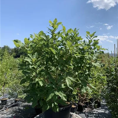 Solitär 80 - 100 NBZ 25-B98 460 - Pontische Eiche - Quercus pontica - Collection