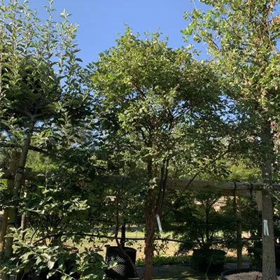 Schirmform 275-300 23-67B 2100 - Zimt-Ahorn - Acer griseum - Collection