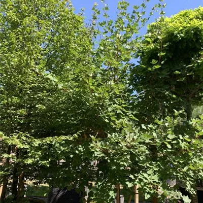 Schirmform 25-022 450 - Schneeballahorn - Acer opalus - Collection