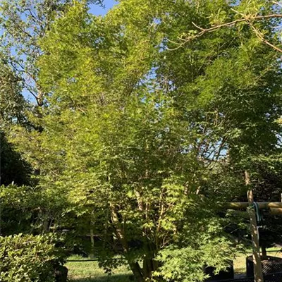 Solitär 400-450 Nr. HP23-23 4100 - Fächerahorn - Acer palmatum - Collection