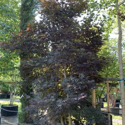 Solitär 300 - 350 25-611 3551 - Roter Fächerahorn 'Bloodgood' - Acer palmatum 'Bloodgood' - Collection