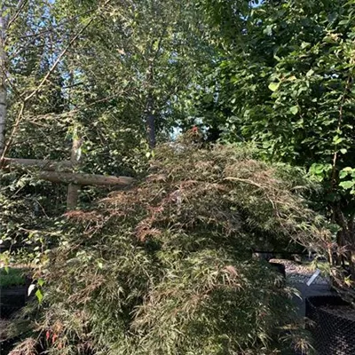 Solitär WA 313.242 1248 - Dunkelroter Schlitzahorn 'Dissectum Garnet' - Acer palmatum 'Dissectum Garnet' - Collection