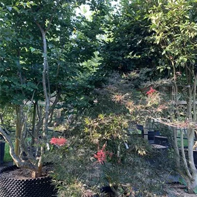 Solitär 25-294 695 - Dunkelroter Schlitzahorn 'Dissectum Garnet' - Acer palmatum 'Dissectum Garnet' - Collection