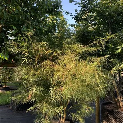 Solitär 100 - 125 25-286 850 - Acer palmatum 'Koto No Ito' - Collection