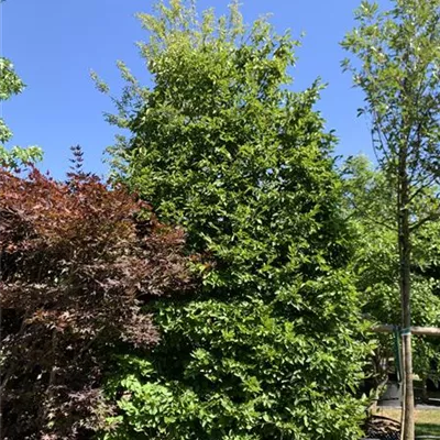 Spalier 350 hoch, 150 breit HP24-224 1800 - Hainbuche,Weißbuche - Carpinus betulus - Collection