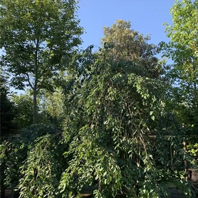 Solitär / EXC 300-350 HP24-267 1770 - Hängender Katsurabaum - Cercidiphyllum japonicum 'Pendulum' - Collection