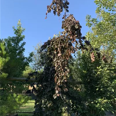 Solitär / EXC 275-300 HP24-367 1720 - Blutbuche 'Purple Fountain' - Fagus sylvatica 'Purple Fountain' - Collection