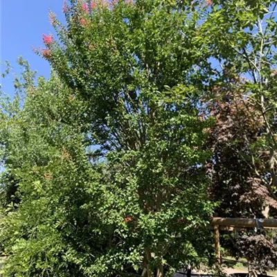 Solitär 450-500 VP24-8026 3700 - Chinesische Kräuselmyrte - Lagerstroemia indica - Collection