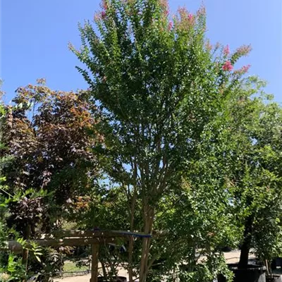 Solitär 450-500 VP24-8026 3700 - Chinesische Kräuselmyrte - Lagerstroemia indica - Collection