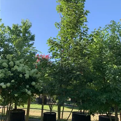 Schirmform 25-106 1790 - Chin.Amberbaum - Liquidambar formosana - Collection