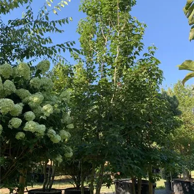 Schirmform 25-106 1790 - Chin.Amberbaum - Liquidambar formosana - Collection
