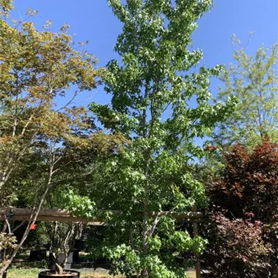 Solitär 500-600 24-1260 3142 - Amerikanischer Amberbaum - Liquidambar styraciflua - Collection