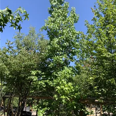 Solitär 500-600 HP24-457 2933 - Amberbaum 'Rotundiloba' - Liquidambar styraciflua 'Rotundiloba' - Collection