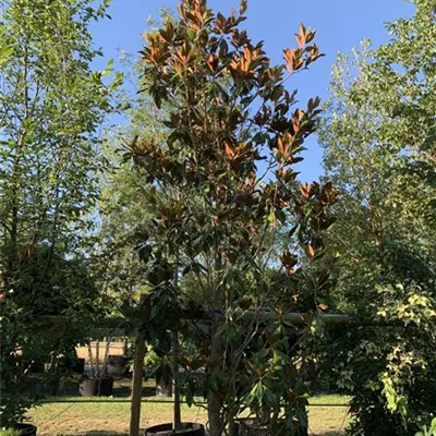 Solitär 350-400 HP24-489 2300 - Großblättrige Magnolie - Magnolia grandiflora - Collection