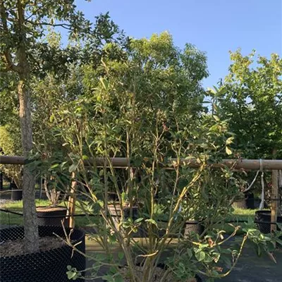 EXC 225-250 313.250 1326 - Sommermagnolie - Magnolia sieboldii - Collection