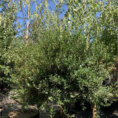Solitär VK24-029 1490 - Stachelblättrige Duftblüte - Osmanthus heterophyllus - Collection