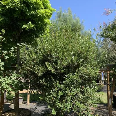 Solitär VK24-027 1490 - Stachelblättrige Duftblüte - Osmanthus heterophyllus - Collection