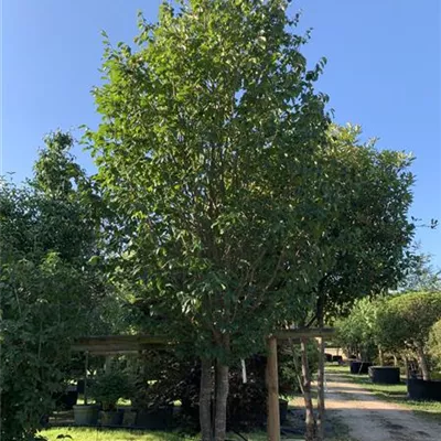 Schirmform 400-450 254-1298 3400 - Eisenbaum 'Vanessa' - Parrotia persica 'Vanessa' - Collection