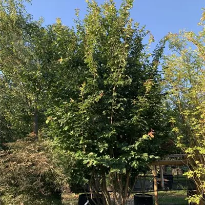 Schirmform 25-289 2861 - Eisenbaum 'Vanessa' - Parrotia persica 'Vanessa' - Collection