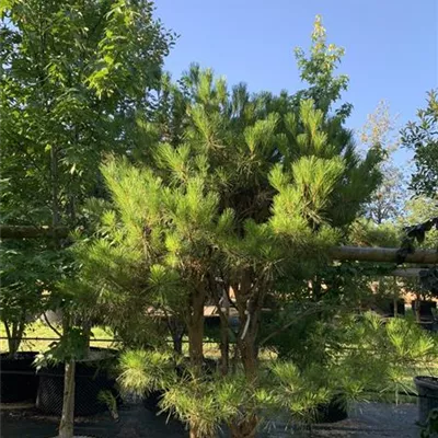 Solitär / EXC 150-200 HP24-651 809 - Japan.Strauchkiefer 'Umbraculifera' - Pinus densiflora 'Umbraculifera' - Collection