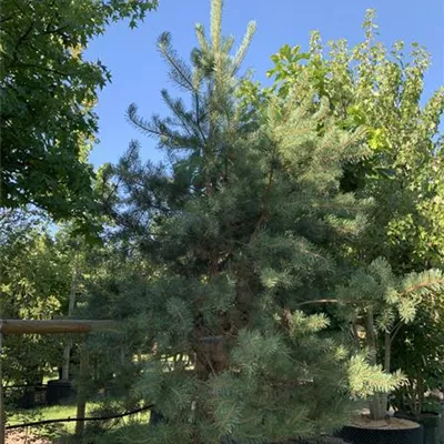 Solitär 25-125 2800 - Kiefer - Pinus sylvestris - Collection