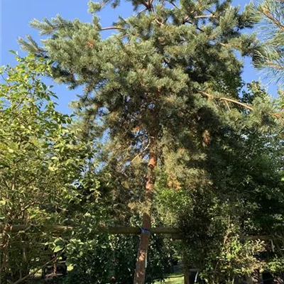 Charakterbaum 35-40 23-68D 3300 - Wald-Kiefer 'Glauca' - Pinus sylvestris 'Glauca' - Collection