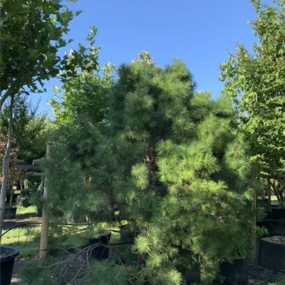 Solitär 225-250 HP24-685 2165 - Kugel-Kiefer 'Globosa Viridis' - Pinus sylvestris 'Globosa Viridis' - Collection