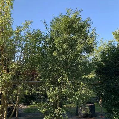 Solitär 25-584 - Schlehe,Schwarzdorn - Prunus spinosa - Collection