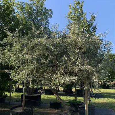 Schirmform 25-177 1800 - Hängende Wildbirne - Pyrus salicifolia 'Pendula' - Collection