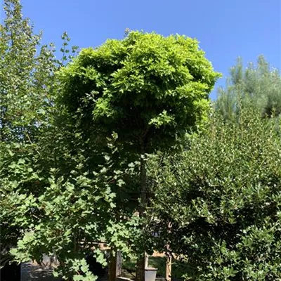Hochstamm 25-30 HP24-57 3350 - Sumpf-Eiche 'Green Dwarf' - Quercus palustris 'Green Dwarf' - Collection