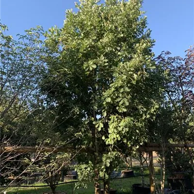 Schirmform 25-244 3950 - Flaumeiche - Quercus pubescens - Collection