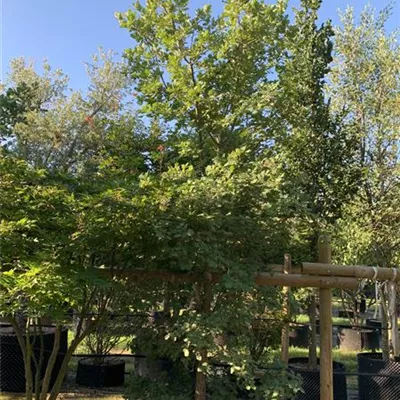 Solitär 300 - 350 25-595 1482 - Flaumeiche - Quercus pubescens - Collection