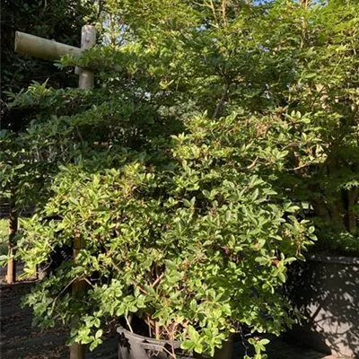 Solitär 140-160 HP24-605 876 - Sommergrüne Azalee 'Whitethroat' - Rhododendron luteum 'Whitethroat' - Collection