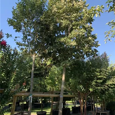Hochstamm 35 - 40 25-136 2849 - Silberlinde - Tilia tomentosa - Collection
