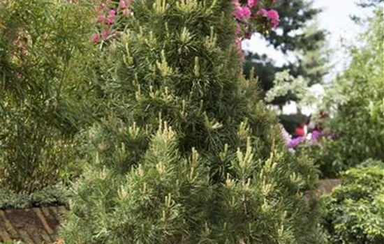 Pinus sylvestris 'Globosa Viridis'