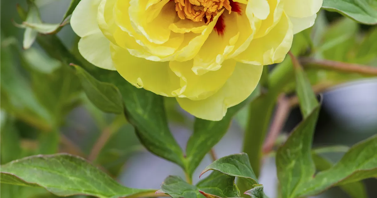 Paeonia suffruticosa gelb, Baumartige Pfingstrose