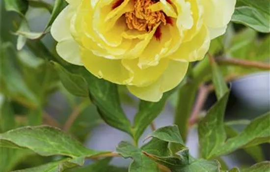 Paeonia suffruticosa gelb