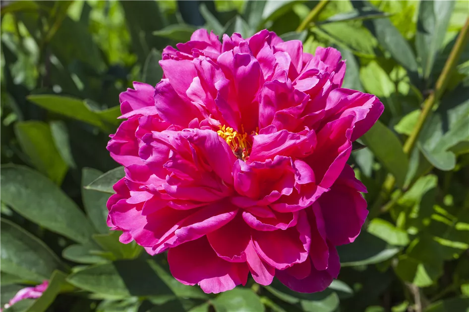 Paeonia suffruticosa rosa, Baumartige Pfingstrose