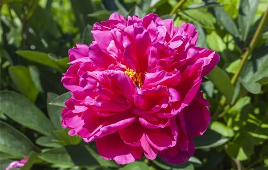 Paeonia suffruticosa rosa