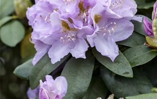 Rhododendron 'Blutopia'