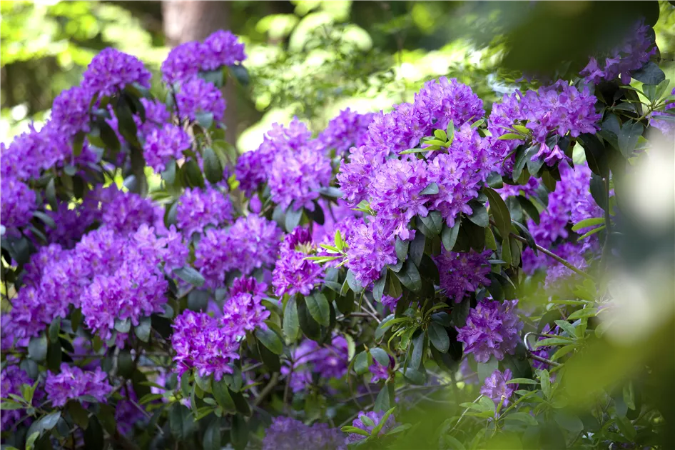 rhododendron fireball azalea Fireball Exbury Azalea: Fire-Red Blooms