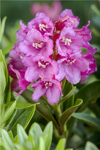Rhododendron ferrugineum, Alpenrose